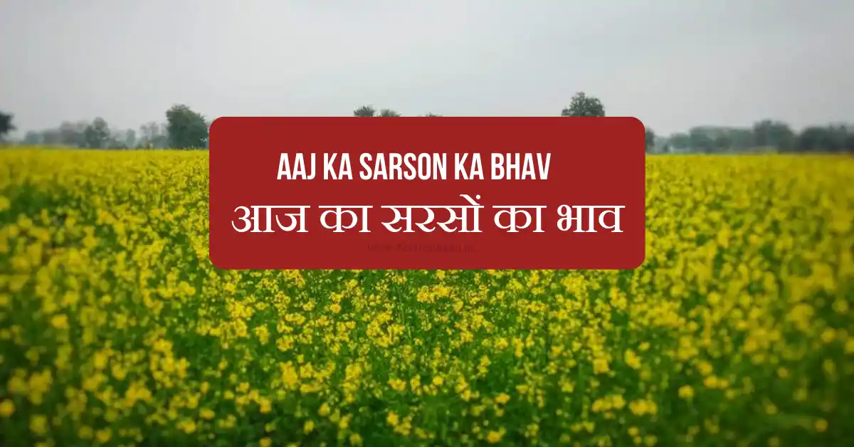 Aaj Ka Sarson Ka Bhav