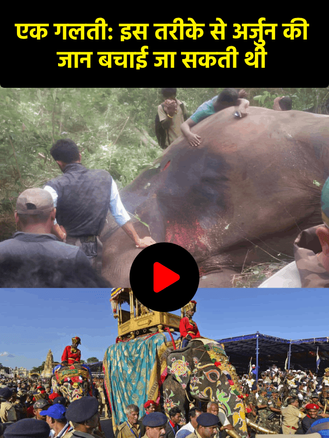 मैसूर दशहरा में गोल्डन हावड़ा उठाने वाले अर्जुन हाथी का दर्दनाक मौत